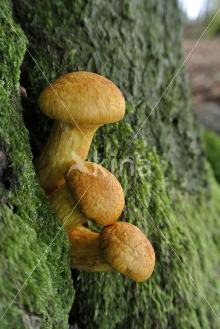 Giant Flame Cap (Gymnopilus junonius)