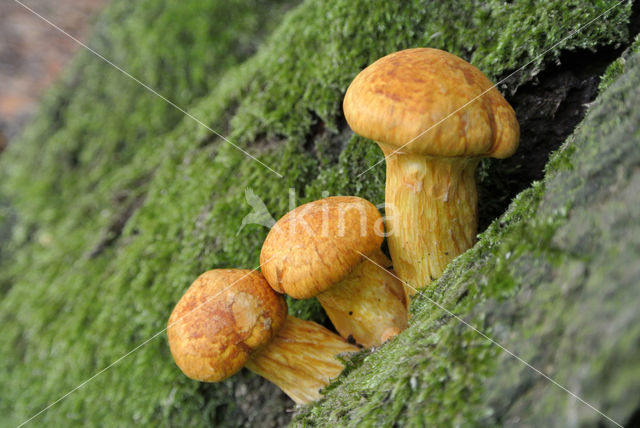 Prachtvlamhoed (Gymnopilus junonius)