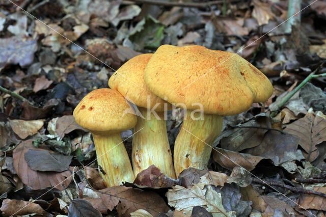 Giant Flame Cap (Gymnopilus junonius)