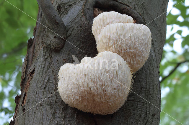 Bearded tooth (Hericium erinaceus)