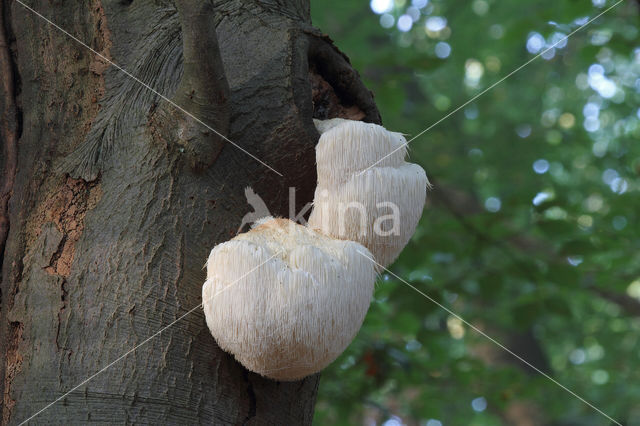 Bearded tooth (Hericium erinaceus)