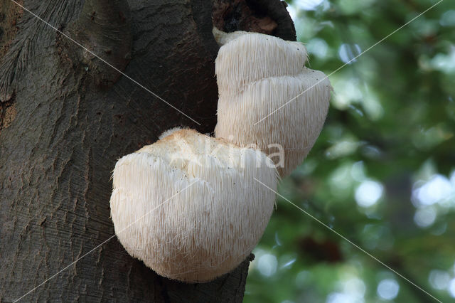 Bearded tooth (Hericium erinaceus)