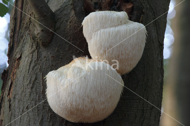 Bearded tooth (Hericium erinaceus)