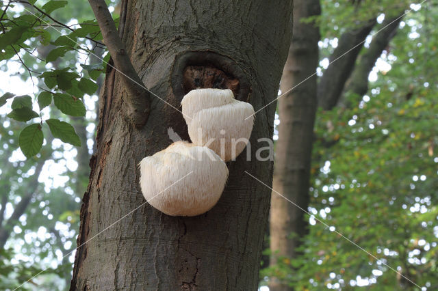 Bearded tooth (Hericium erinaceus)