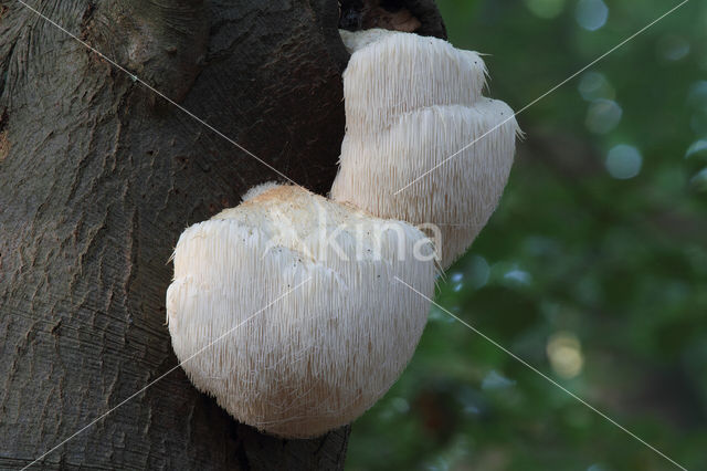 Pruikzwam (Hericium erinaceus)