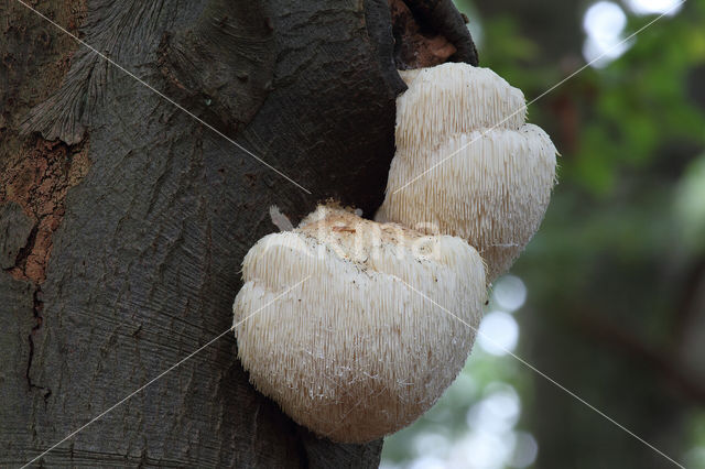 Bearded tooth (Hericium erinaceus)