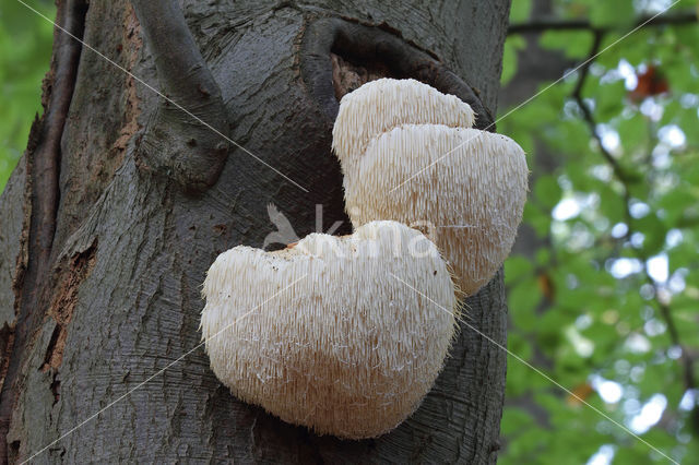 Bearded tooth (Hericium erinaceus)