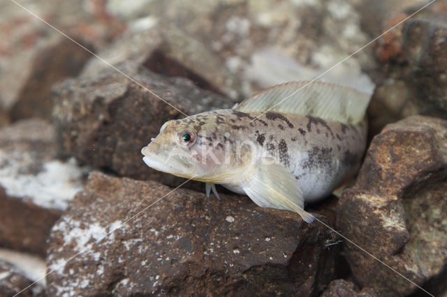 Eelpout (Zoarces viviparus)