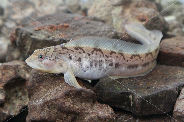 Eelpout (Zoarces viviparus)