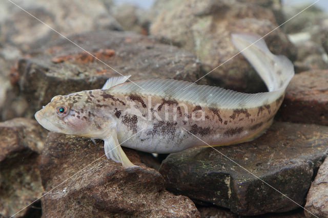 Eelpout (Zoarces viviparus)