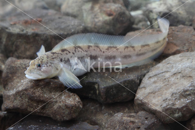 Eelpout (Zoarces viviparus)