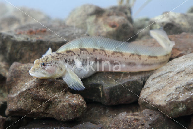 Eelpout (Zoarces viviparus)