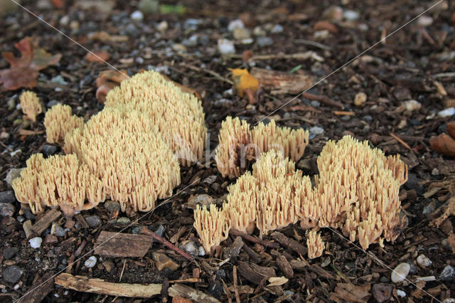 Upright coral (Ramaria stricta)