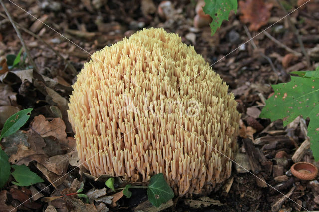 Upright coral (Ramaria stricta)