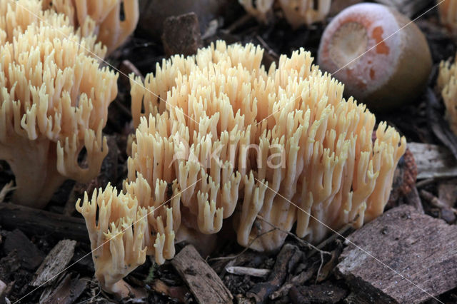 Upright coral (Ramaria stricta)