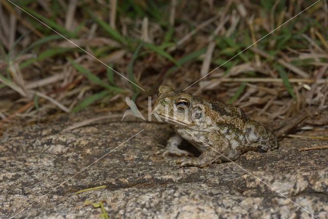 Giant Toad (Bufo marinus)