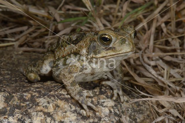 Giant Toad (Bufo marinus)