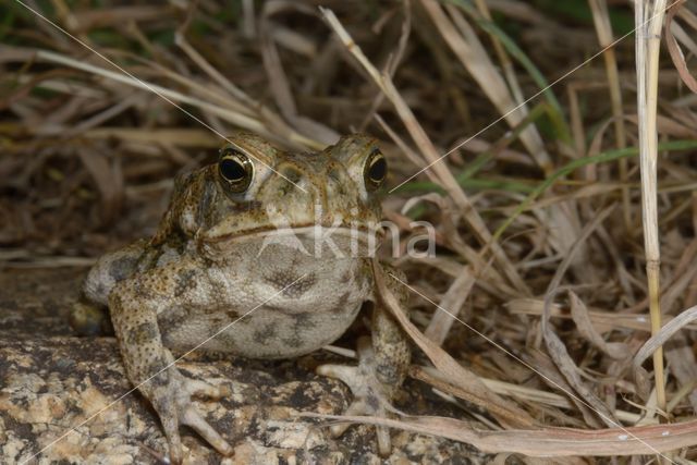 Giant Toad (Bufo marinus)