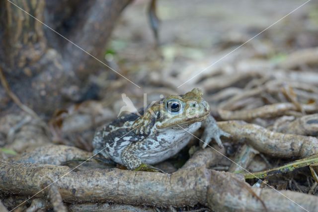 Giant Toad (Bufo marinus)