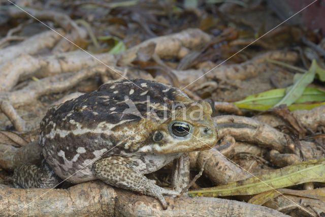 Giant Toad (Bufo marinus)