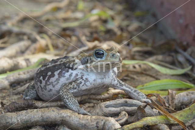 Giant Toad (Bufo marinus)