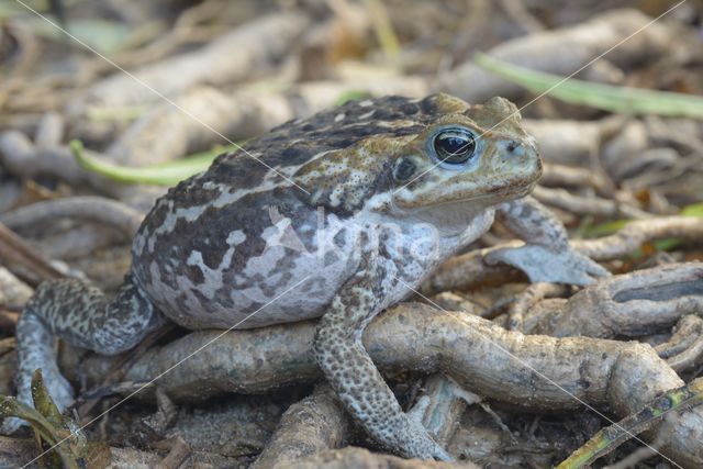 Giant Toad (Bufo marinus)