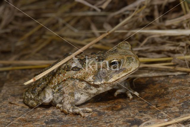 Rhinella marina