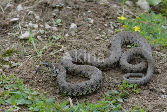 Grass Snake (Natrix natrix)