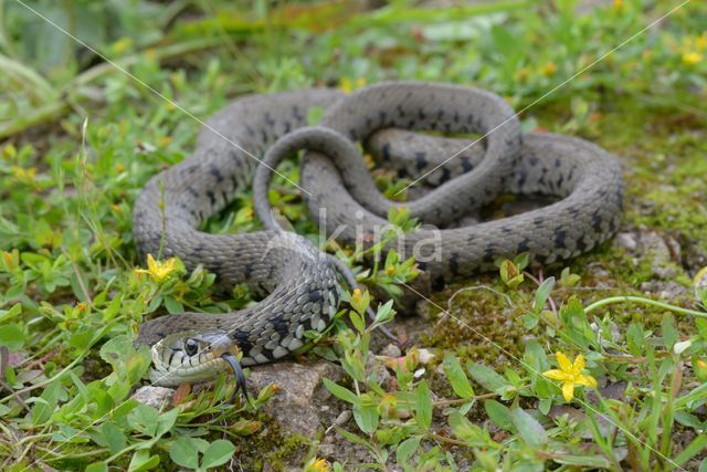 Grass Snake (Natrix natrix)