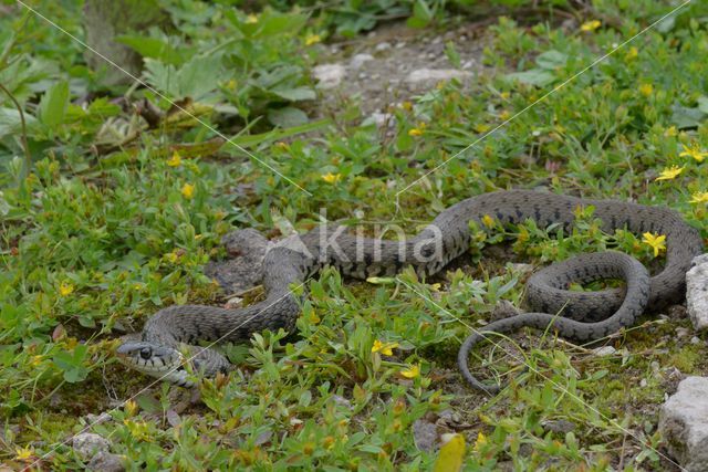 Grass Snake (Natrix natrix)