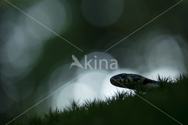 Grass Snake (Natrix natrix)