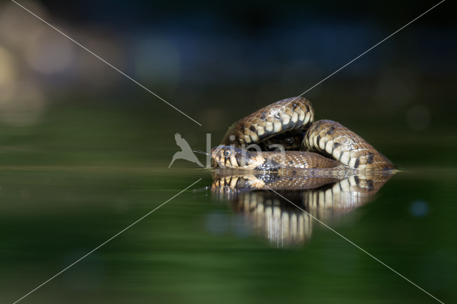 Grass Snake (Natrix natrix)