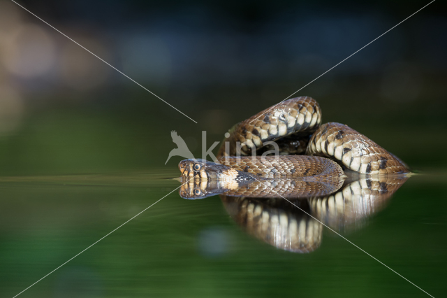 Grass Snake (Natrix natrix)