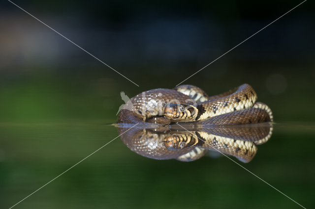 Grass Snake (Natrix natrix)