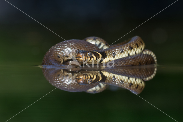 Grass Snake (Natrix natrix)