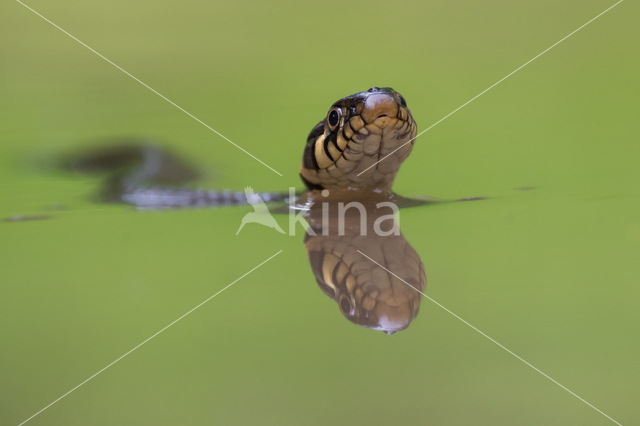 Grass Snake (Natrix natrix)