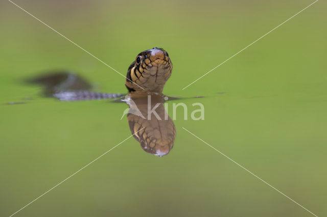 Grass Snake (Natrix natrix)