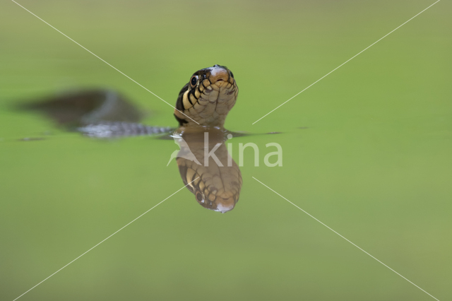 Grass Snake (Natrix natrix)