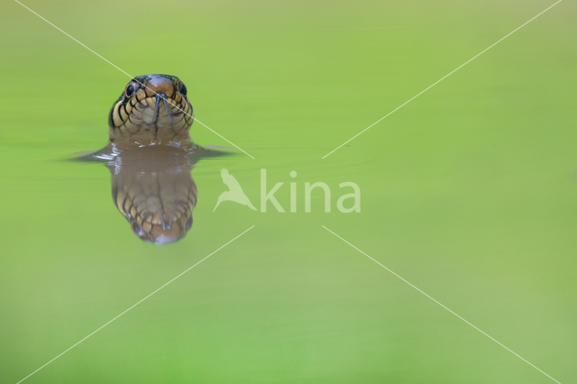 Grass Snake (Natrix natrix)