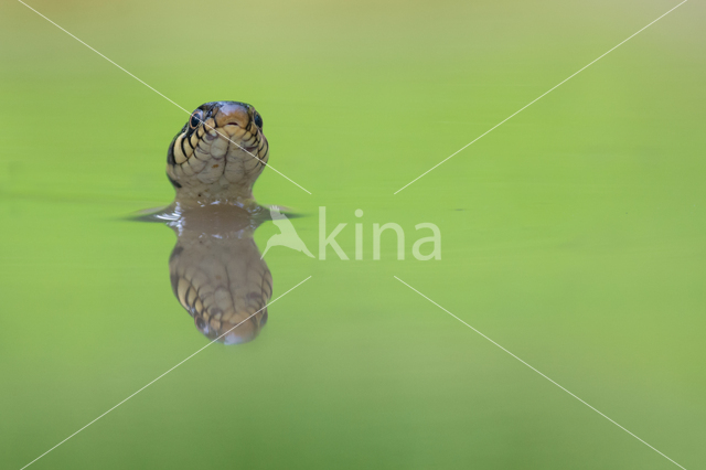 Grass Snake (Natrix natrix)