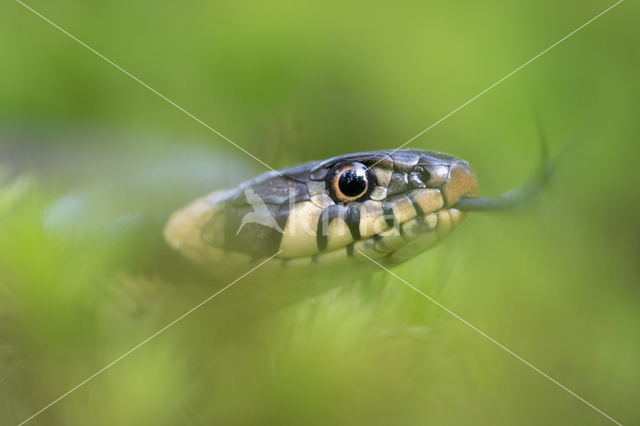 Grass Snake (Natrix natrix)