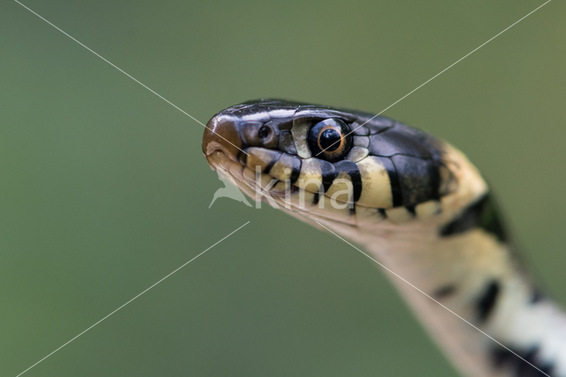 Grass Snake (Natrix natrix)