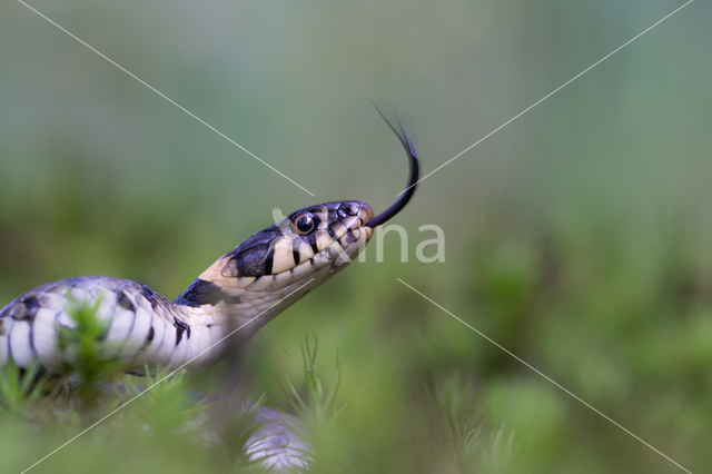 Grass Snake (Natrix natrix)