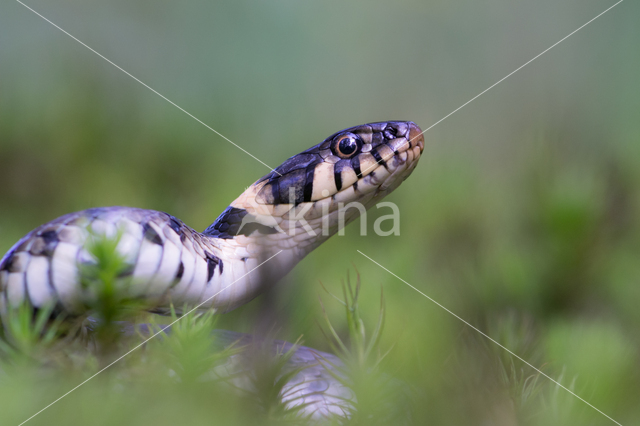 Grass Snake (Natrix natrix)