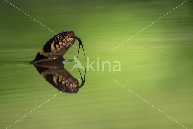 Grass Snake (Natrix natrix)