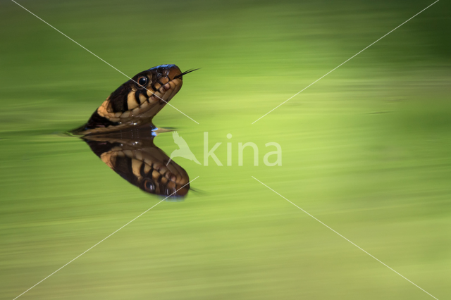 Grass Snake (Natrix natrix)