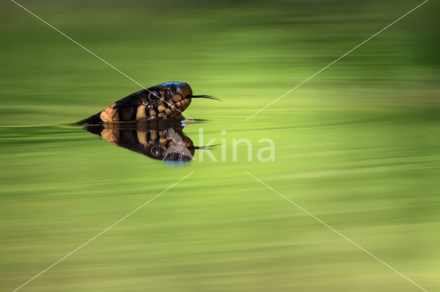 Grass Snake (Natrix natrix)