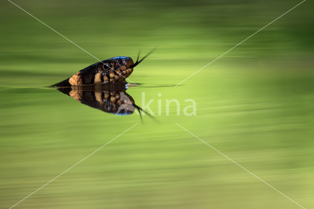 Grass Snake (Natrix natrix)