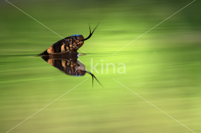 Grass Snake (Natrix natrix)