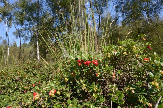 Bog Cranberry